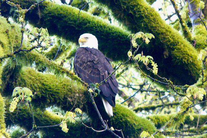 Eagle, Tryon Creek Park, Portland, Oregon